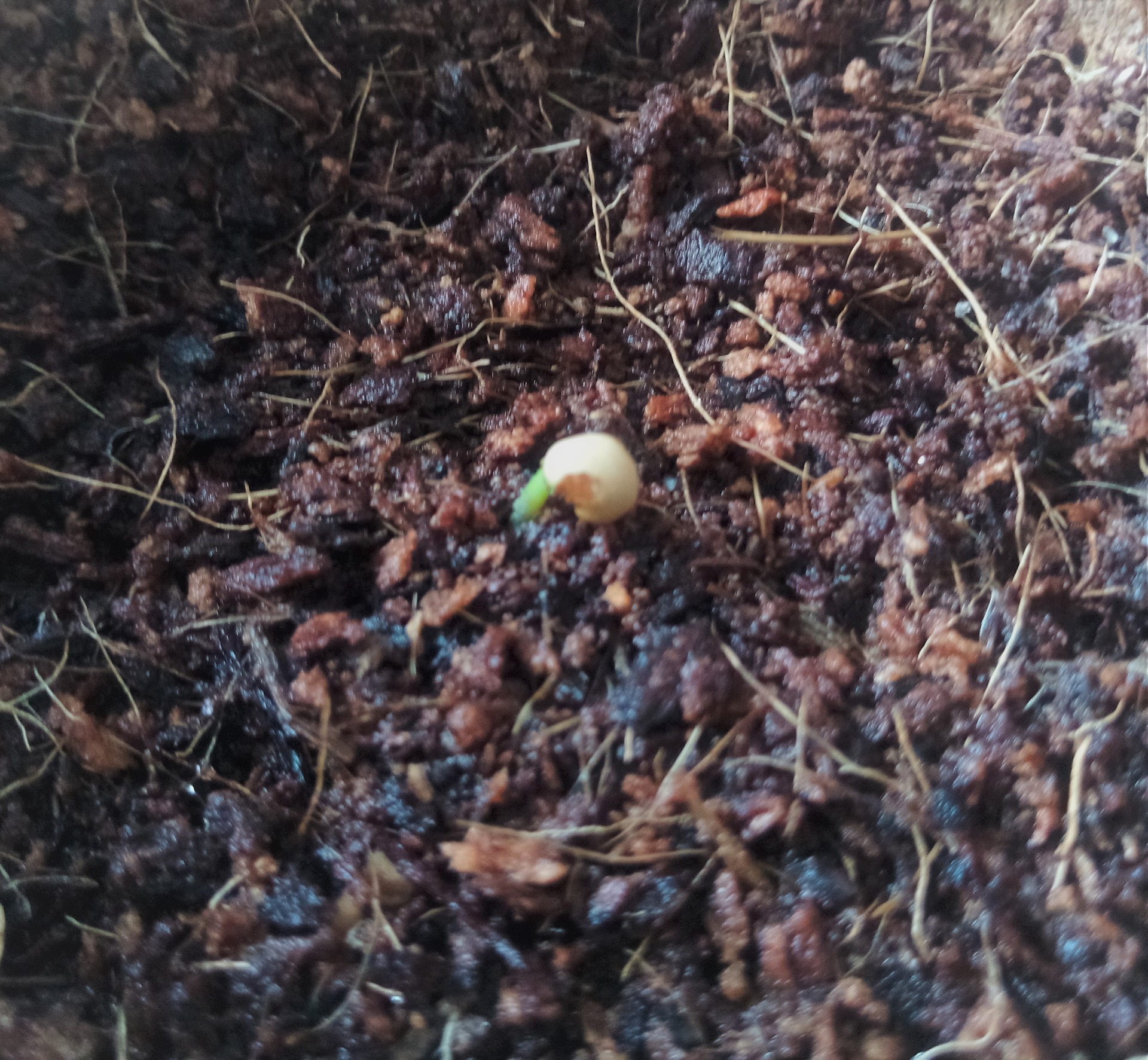 14 days after the beggining of germination